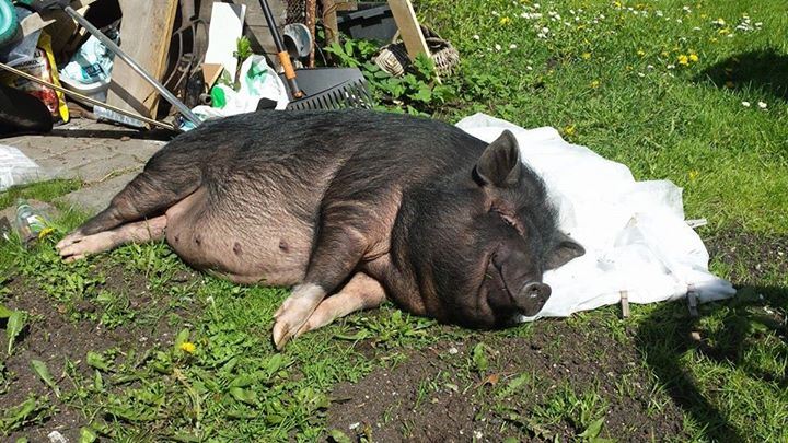 see suur, et… ma armastan sind?