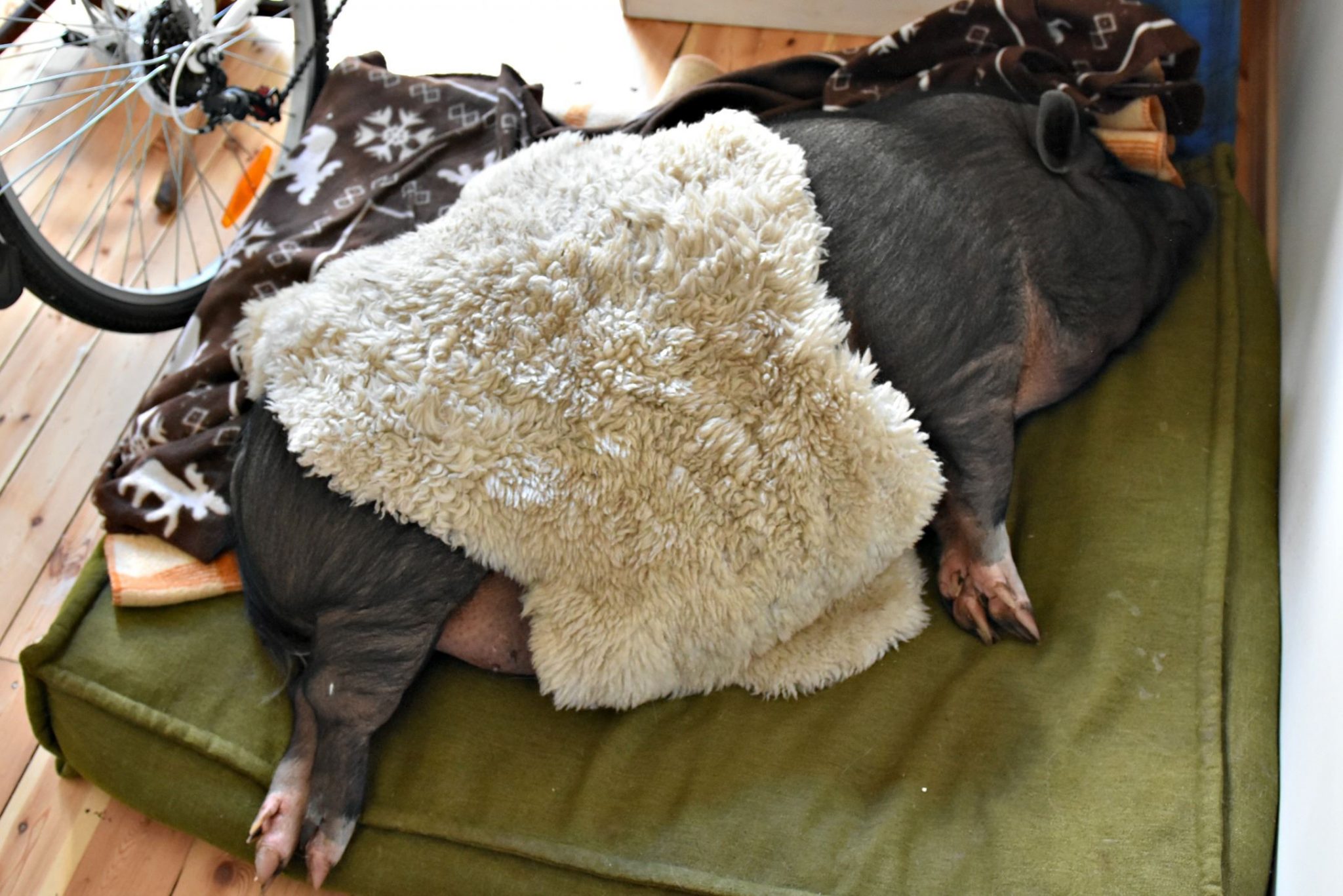 fighting (b)pig battles
