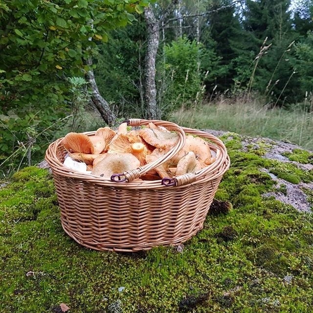 ilus elu Männikul