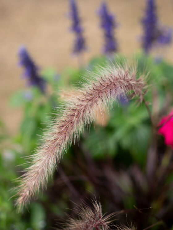 oumaigaad täna on OPERATSIOON!