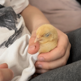 pakun BSHle kompromissi ☺️