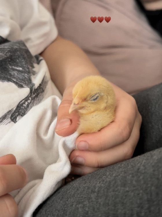 MA OLEN LAMBIST NII KETTAS ;)